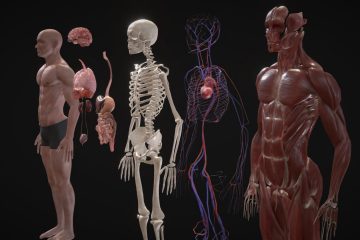 megacolon humans
