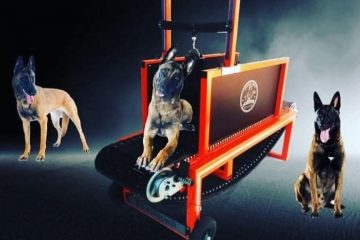 Treadmill for Dogs | DogTreadmill for sale at Treadmillfordogs.com