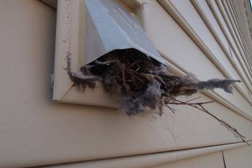 Pets and Bird Removing