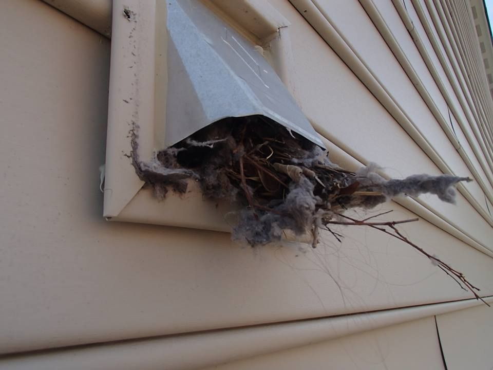 Pets and Bird Removing
