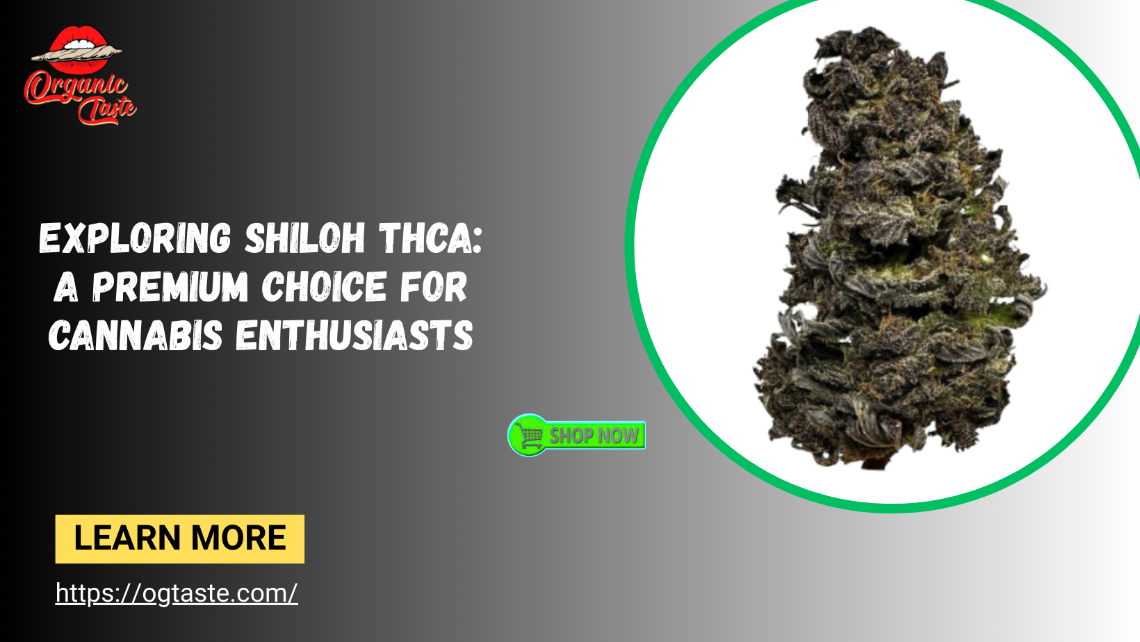 Shiloh thca