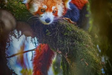 Red Panda Expedition