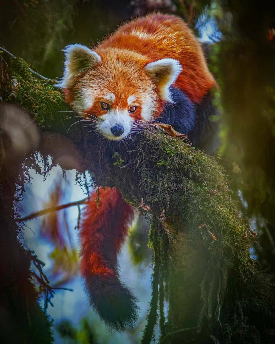 Red Panda Expedition