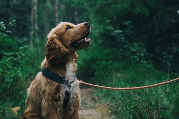A Local’s Guide to Happy, Healthy Dogs in West London