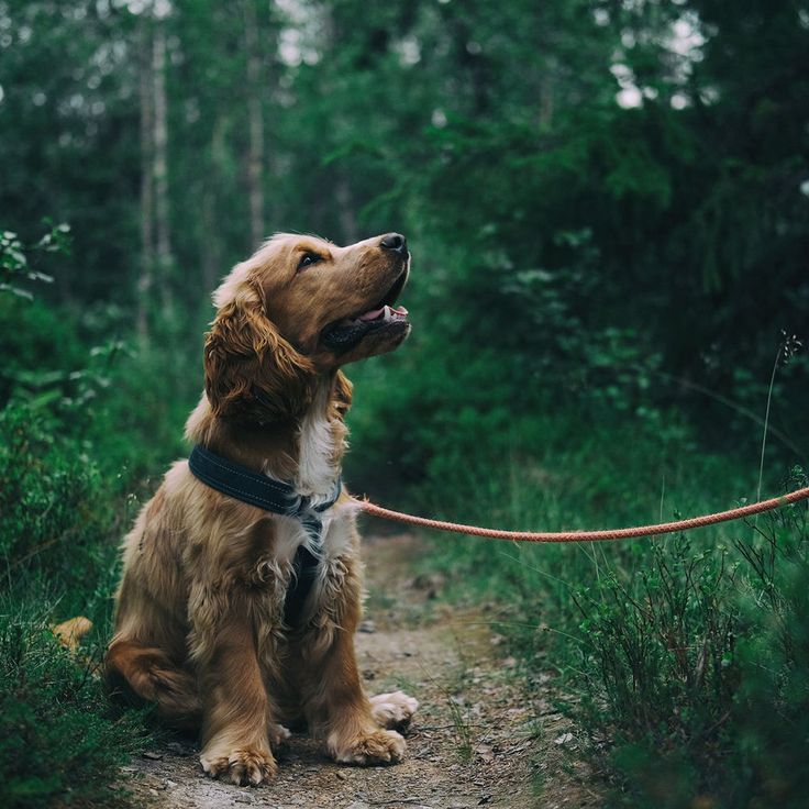 A Local’s Guide to Happy, Healthy Dogs in West London